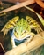 Grasfrosch