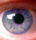 Auge