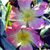 Heckenrose