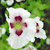 Schlafmohn