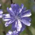 bl�hende Wegwarte