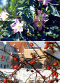 Heckenrose