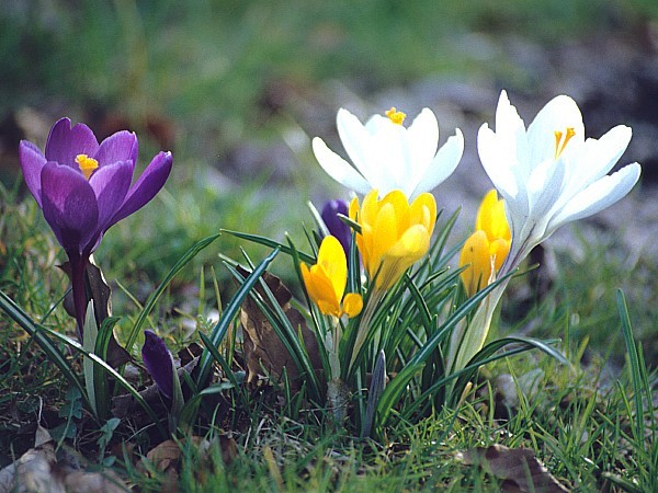 FrühlingsfitSymbolbild FrühlingsfitSymbolbild