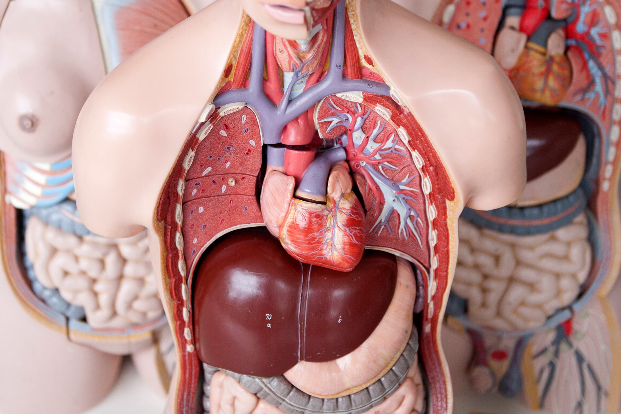 Das Anatomische Modell eines Menschen mit dem Herz in der Mitte