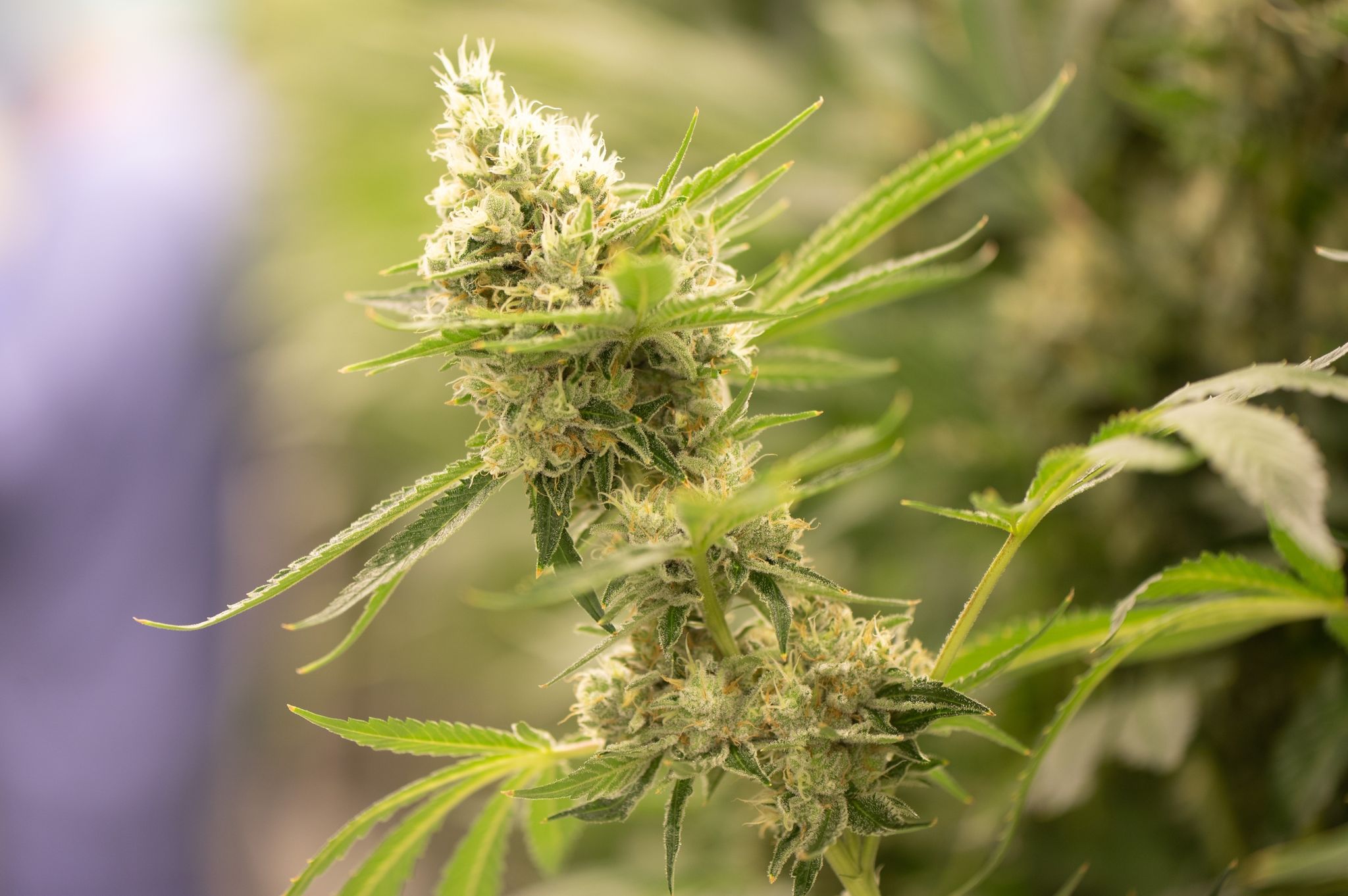 Die Blüte einer Cannabis-Pflanze