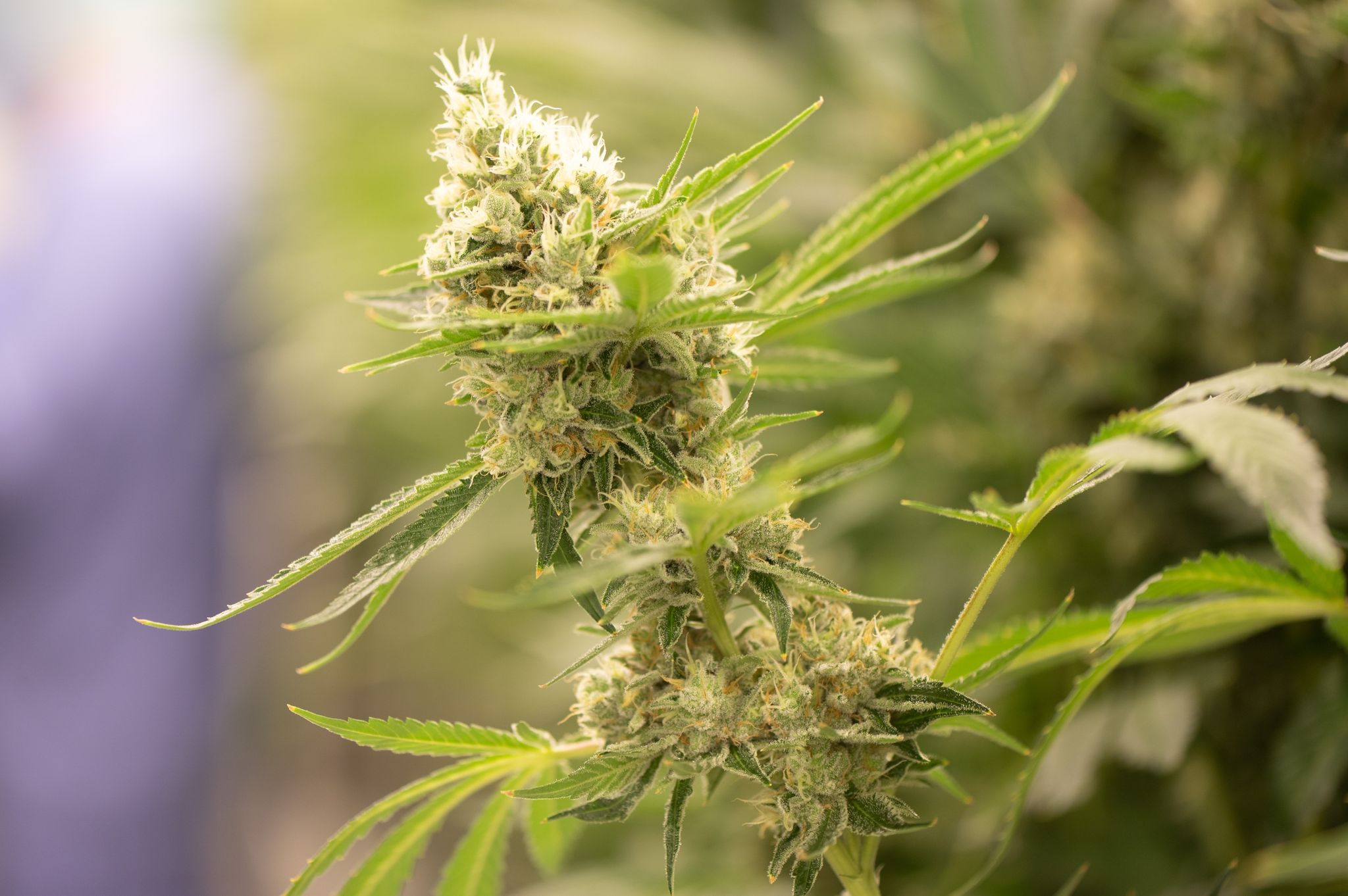 Cannabis auf Rezept