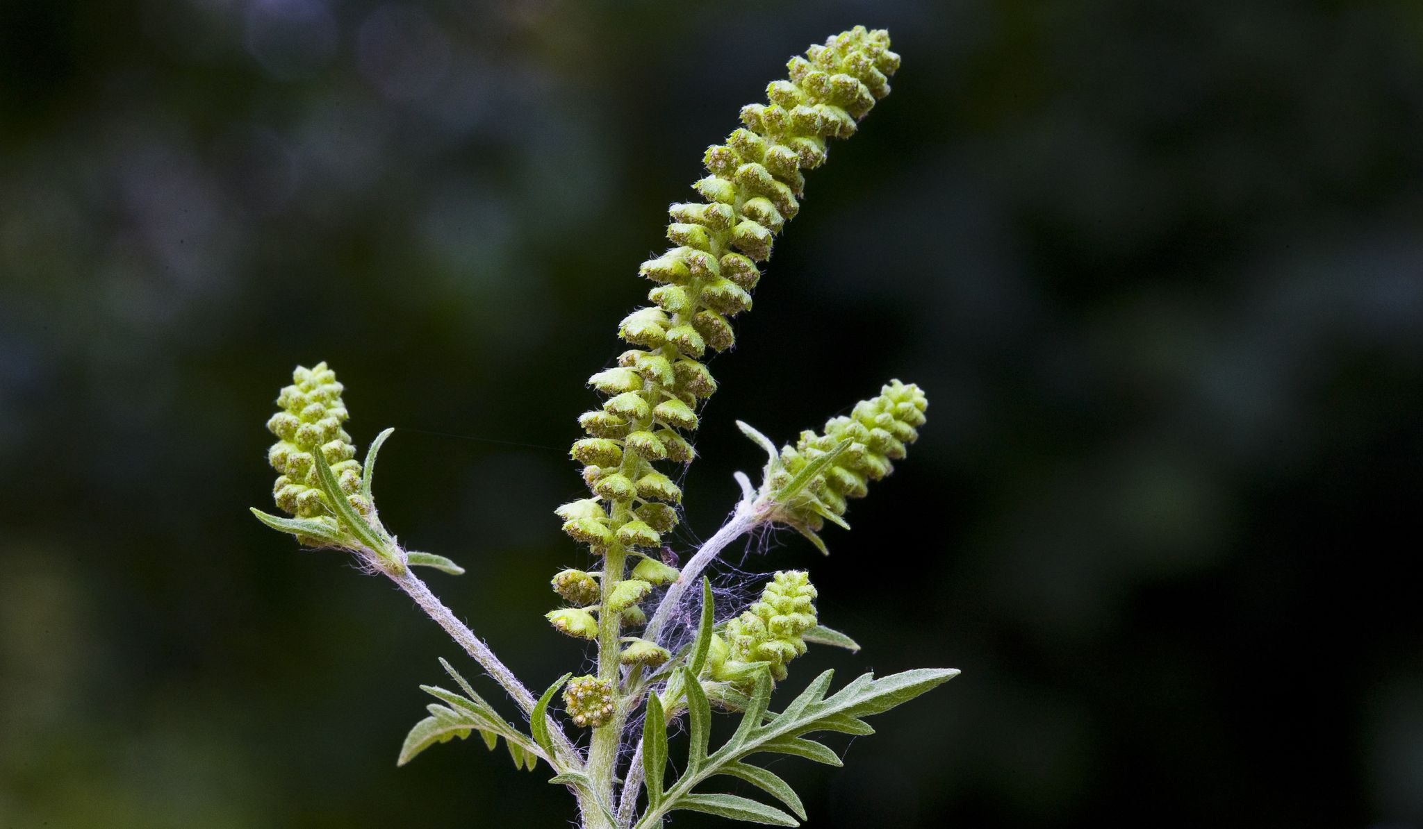 Beifuß-Ambrosie (Ambrosia artemisiifolia)