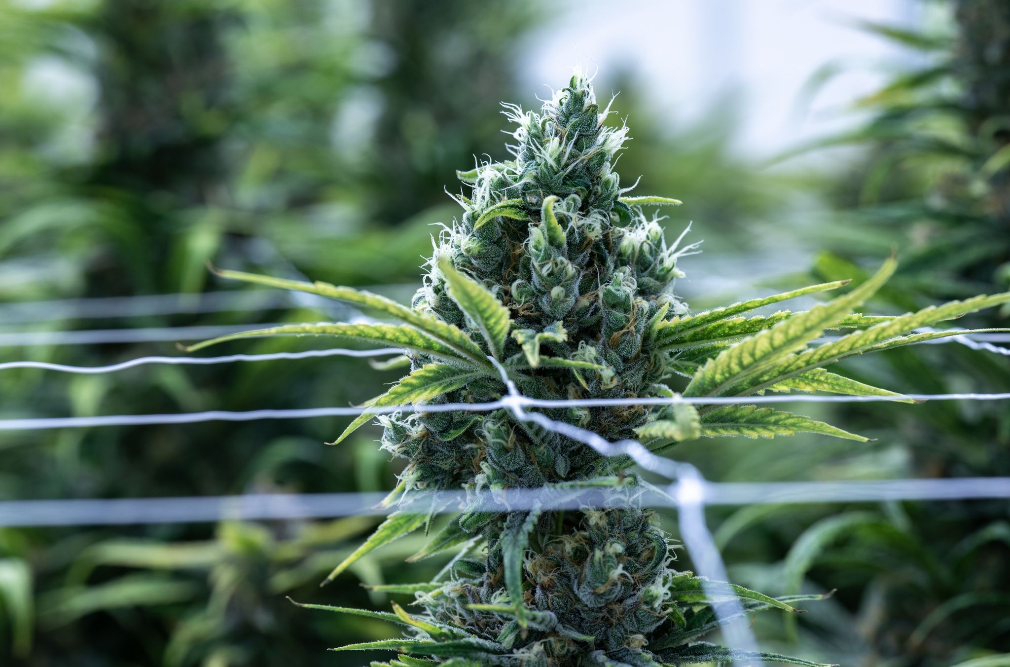 Cannabis