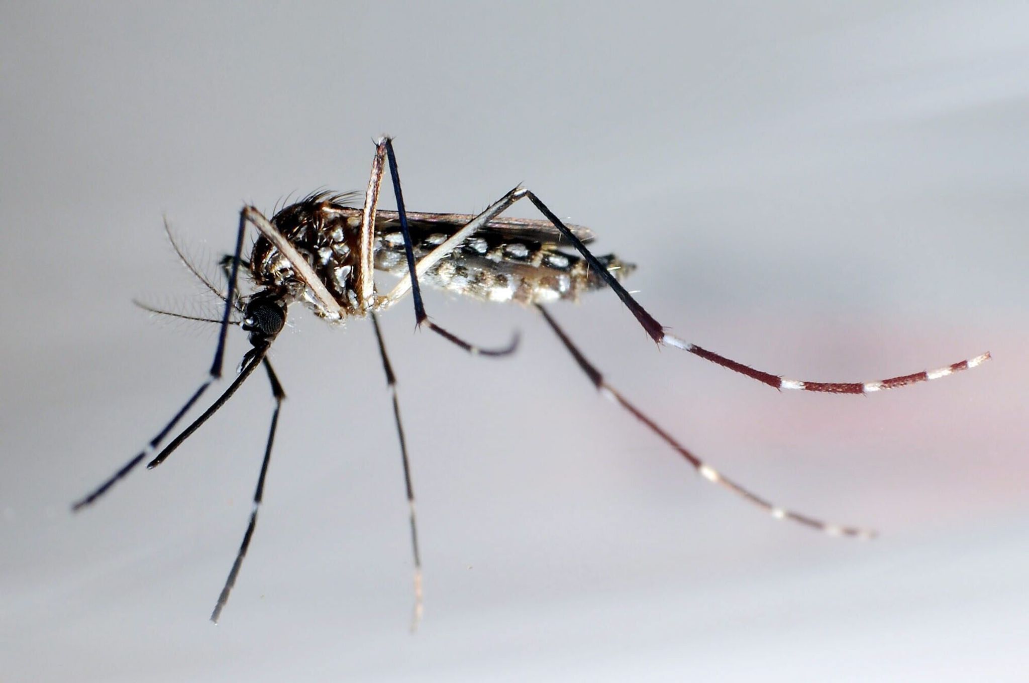 Stechmücke der Art «Aedes aegypti»