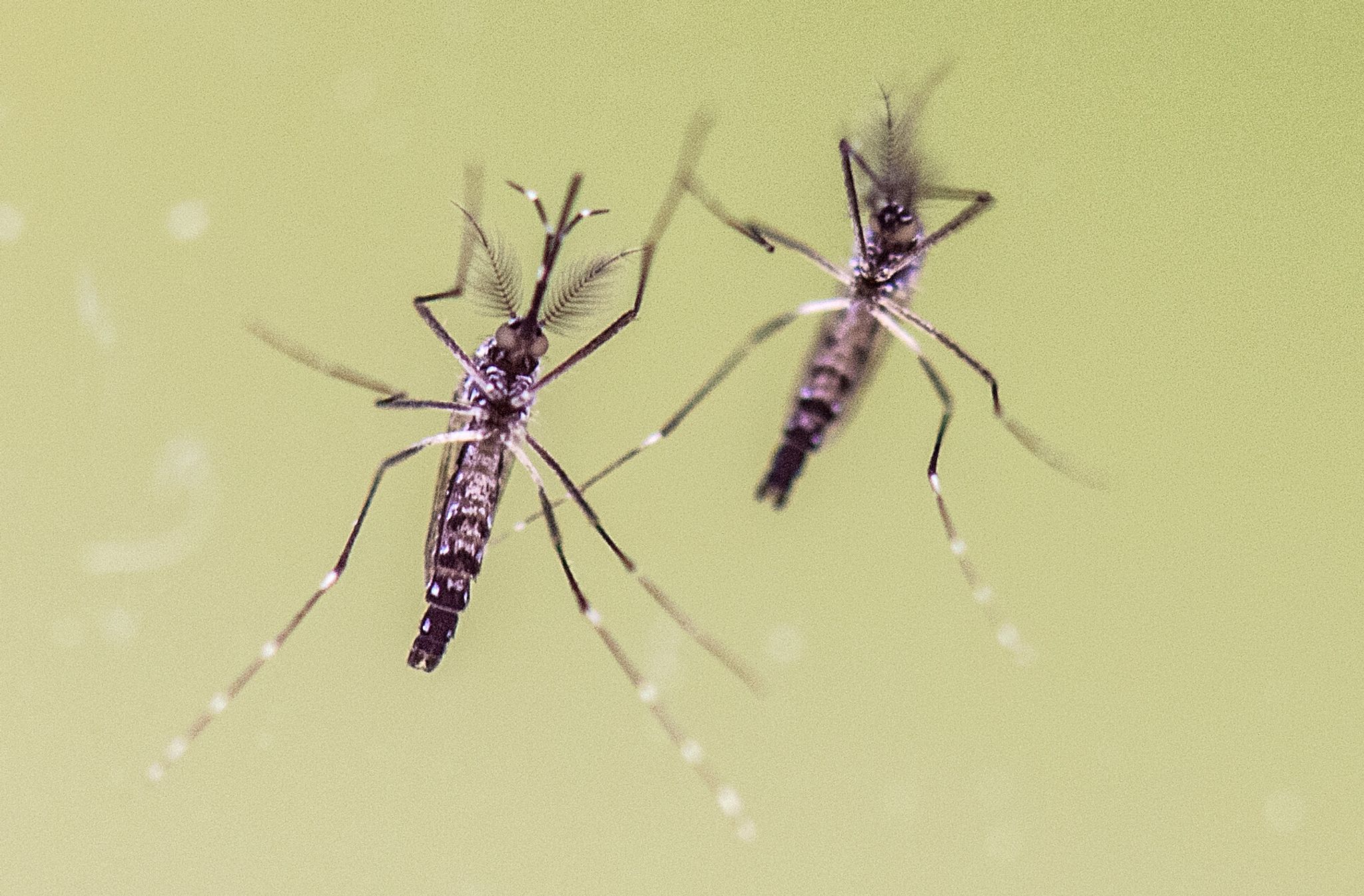 Zwei Ägyptische Tigermücken (Aedes aegypti)