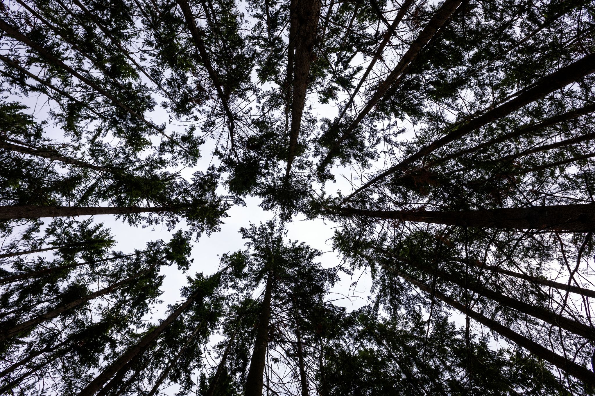 Wald