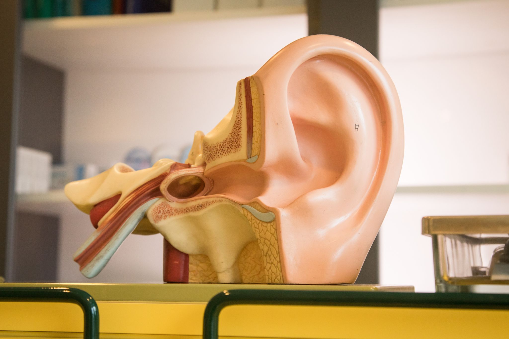 3D-Modell von einem Ohr