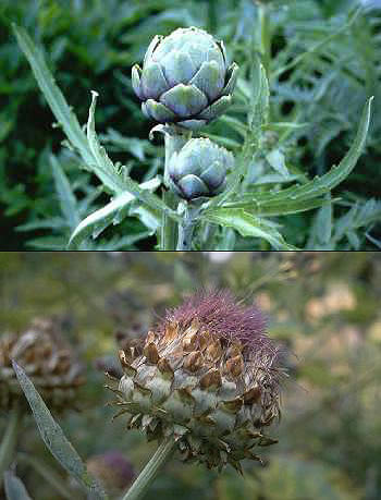 Artischocken-Köpfe Artischocken-Köpfe