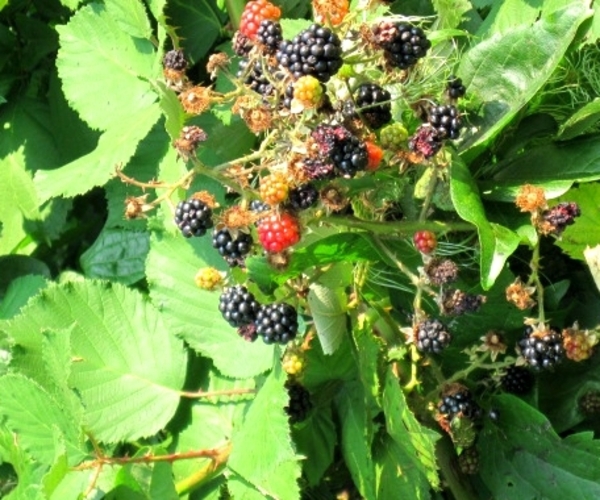 Frucht tragende Brombeerpflanze Frucht tragende Brombeerpflanze