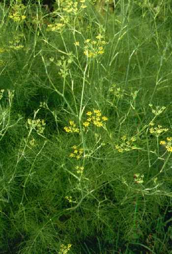 blühender Fenchel blühender Fenchel