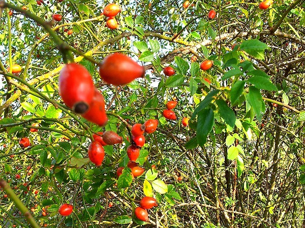 Heckenrose Hagebutten Heckenrose Hagebutten