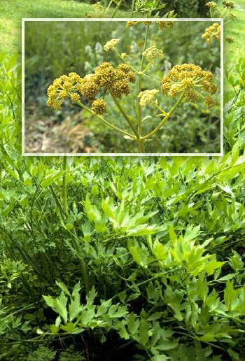 Liebstöckel-Pflanze und -Blüte Liebstöckel-Pflanze und -Blüte