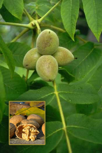 Walnuss Walnussbaum mit Früchten