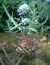 Artischocken-Köpfe