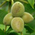 Walnussbaum mit Früchten