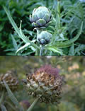 Artischocken-Köpfe