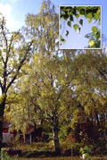 Hängebirke