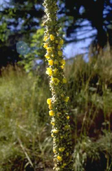 Großblumige Königskerze