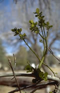 Mistel auf Wirtspflanze